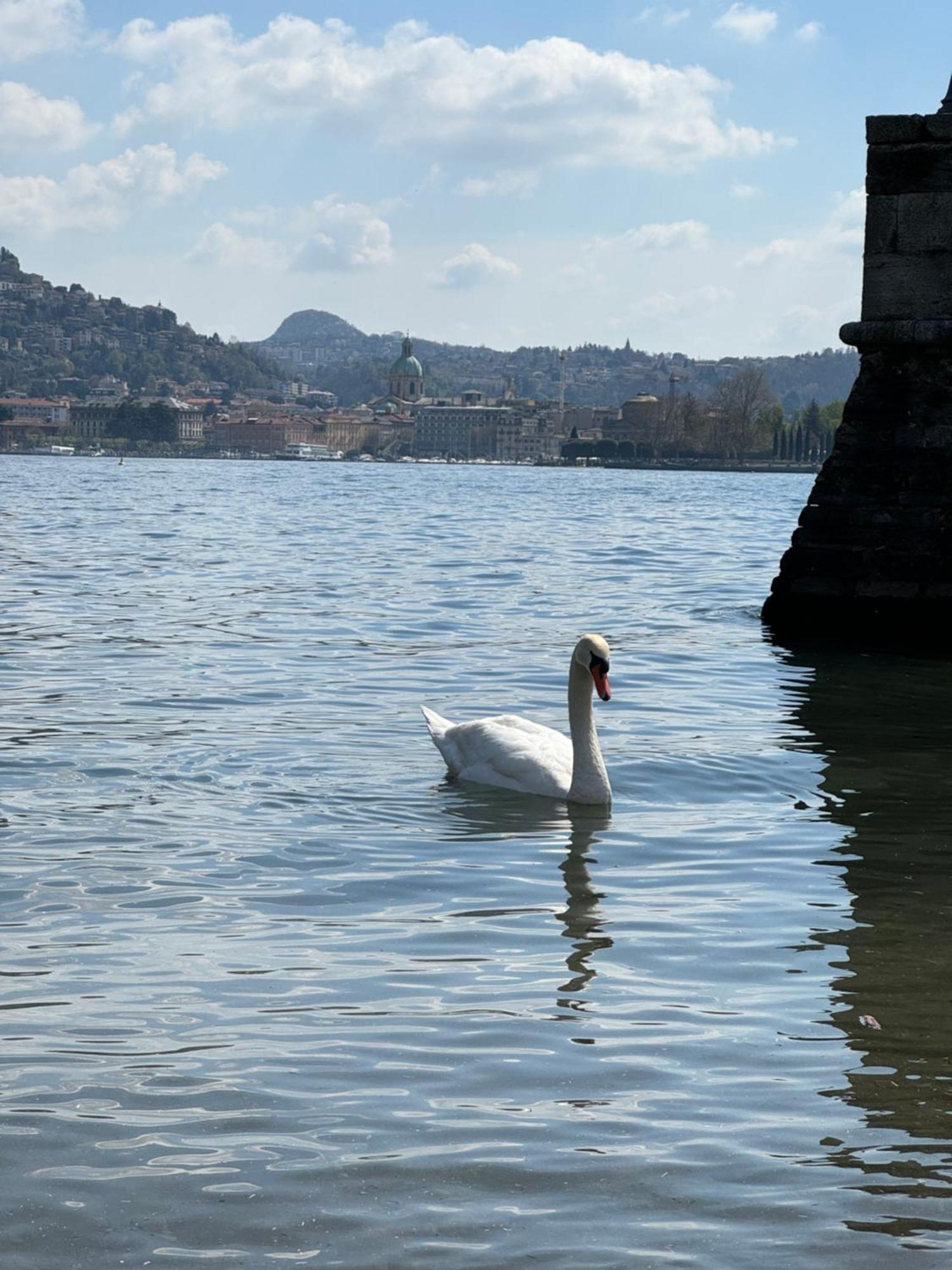 Portatorre Suite, A Charming Apartment In The Heart Of Como, Free Private Parking, Air Conditioning & More! 외부 사진